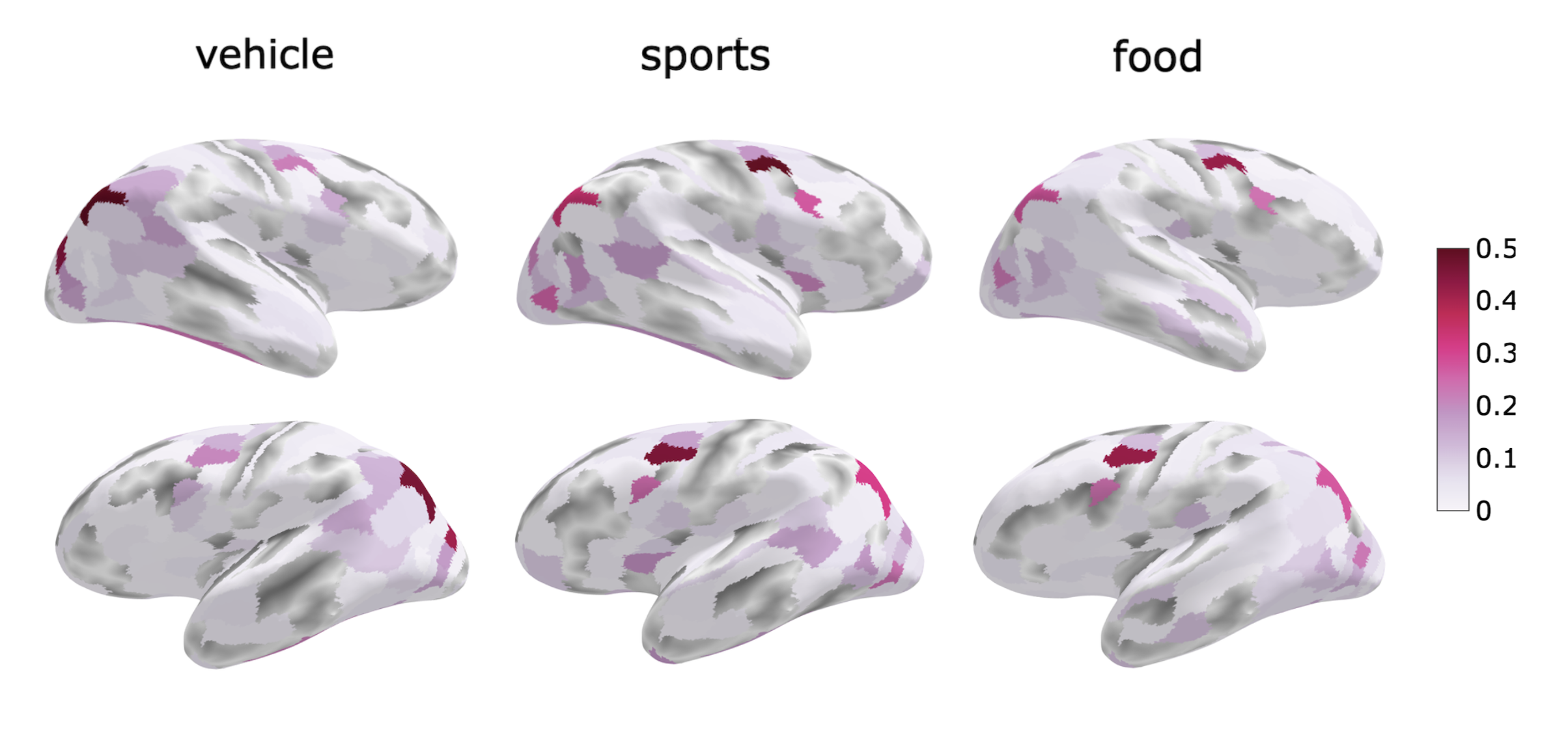 Category-selective cortical relevance maps